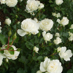 Floribunda - Roza - Blanc Meillandecor® - 